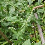 Echinops sphaerocephalus 葉