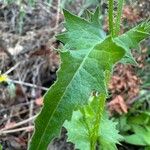 Urospermum picroides Leaf