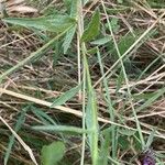 Centaurea nigra Blatt