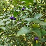 Psychotria suterella Fruto