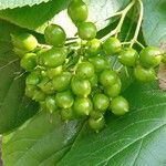 Ehretia dicksonii Fruit