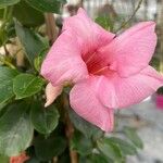 Mandevilla laxa Blad