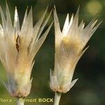 Catananche lutea Fruit