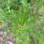 Pinus virginiana Leaf