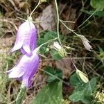 Campanula rotundifolia花