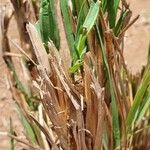 Setaria sphacelata Foglia