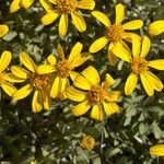 Stenotus acaulis Flor
