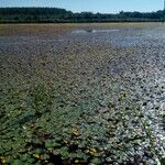 Nymphoides peltata অভ্যাস