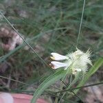 Melampyrum cristatum Квітка