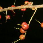 Alchornea latifolia