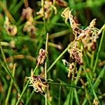 Eleocharis acicularis ফুল