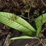 Psychotria wagapensis Hábito