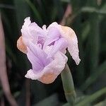 Dietes iridioides Blüte