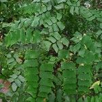 Adiantum trapeziforme Folha