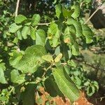 Cordia crenata Blad