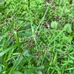 Scirpus atrovirens Leaf