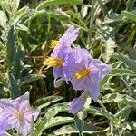 Solanum elaeagnifoliumKvet