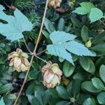 Humulus lupulusBlüte