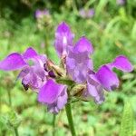 Prunella hastifolia Fula