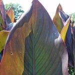 Canna x generalis Leaf