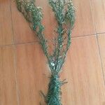 Conyza bonariensis 叶