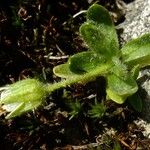 Cerastium pedunculatum Цвят