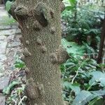 Zanthoxylum bungeanum Bark