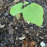 Passiflora lutea Leaf