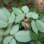 Arthroclianthus macrobotryosus Συνήθη χαρακτηριστικά