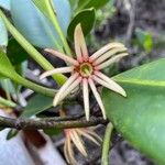 Bruguiera gymnorhiza Kvet