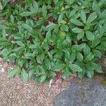 Viburnum davidi Leaf
