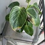 Calathea sanderiana Hoja
