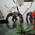 Phalaenopsis × singuliflora Blüte