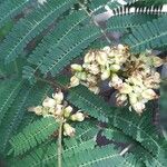 Caesalpinia coriaria Цветок