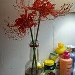 Lycoris radiata പുഷ്പം