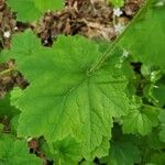 Tellima grandiflora Leaf