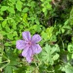 Geranium viscosissimum Blomst