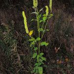 Agastache nepetoides Агульны выгляд