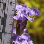Gentianopsis crinita Květ
