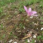 Zephyranthes carinata 整株植物