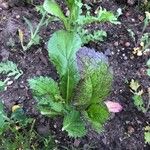 Brassica juncea Blatt