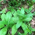 Andersonglossum virginianum Folha