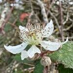 Rubus pruinosusFlor