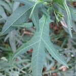 Solanum nudum Leaf