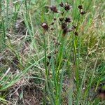 Juncus phaeocephalus Habit