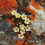 Saxifraga cespitosa Flower