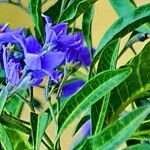 Solanum nigricans