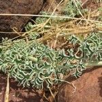 Citrullus colocynthis Hoja