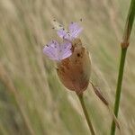 Petrorhagia prolifera Blüte