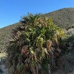 Chamaerops humilis Blad